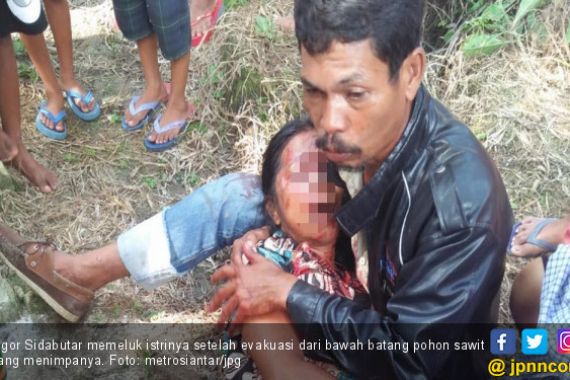 Pasutri Tertimpa Pohon Sawit, Suami Selamat, Istri Tewas - JPNN.COM