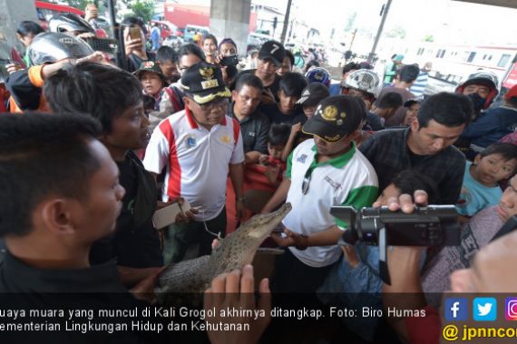 Satu Ekor Buaya Kali Grogol Ditangkap, Lihat Nih Fotonya - JPNN.COM