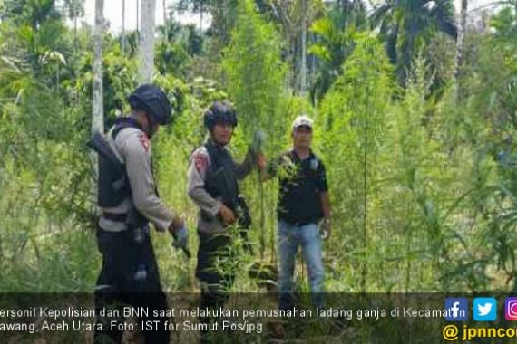 BNN Musnahkan Tanaman Ganja Seluas 10,5 Hektare di Aceh - JPNN.COM