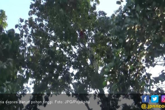 Pria Depresi Panjat Pohon Setinggi 20 Meter - JPNN.COM