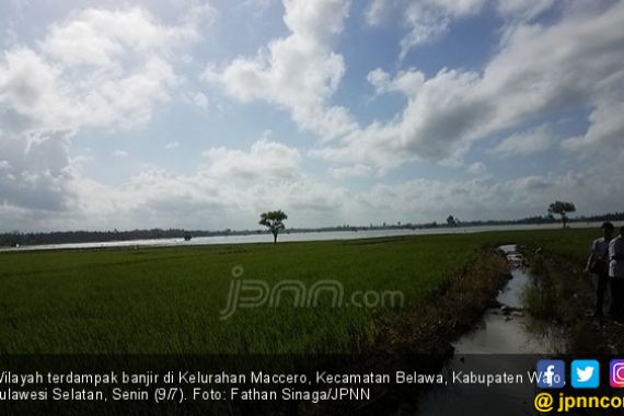 Banjir, Petani Wajo Rugi Rp 200 Miliar - JPNN.COM