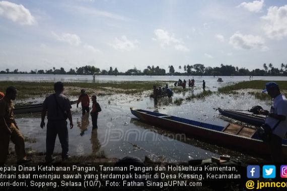 Petani di Soppeng Menjerit, 2.851 Hektare Sawah Gagal Panen - JPNN.COM