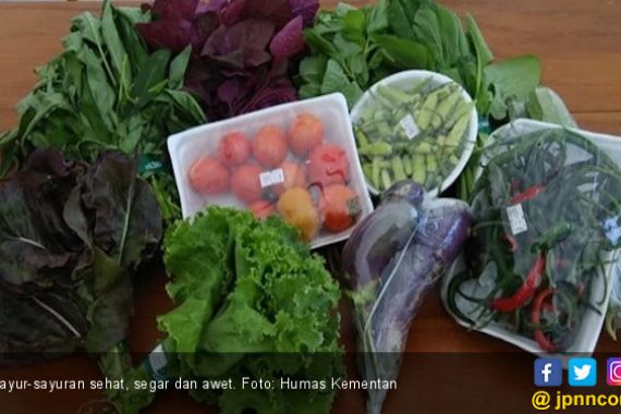 Sayuran Sehat, Segar, dan Awet Berkat Biochar - Kompos - JPNN.COM