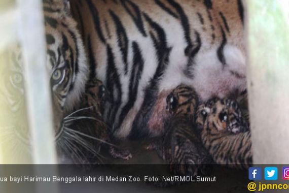 Dua Bayi Harimau Benggala Lahir di Medan Zoo - JPNN.COM