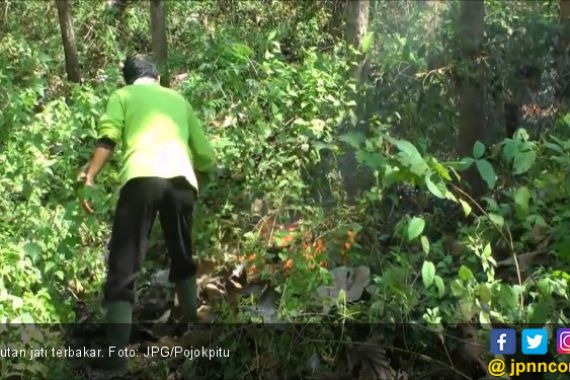 Satu Hektar Hutan Jati Terbakar - JPNN.COM