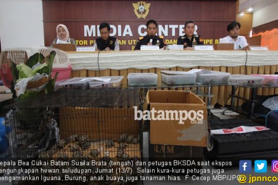 BC Gagalkan Penyeludupan 909 Ekor Kura-kura dari Malaysia - JPNN.COM