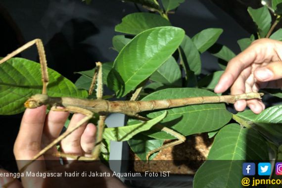 Serangga Madagascar Hadir di Jakarta Aquarium - JPNN.COM