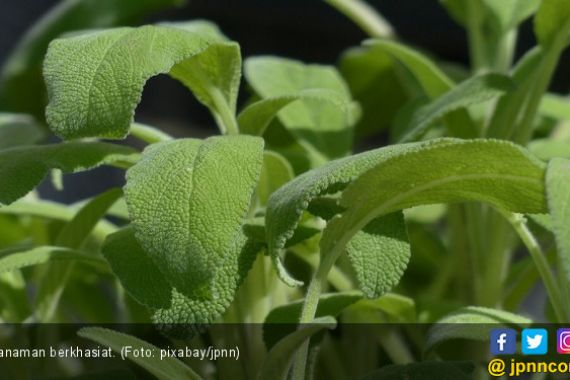 6 Tanaman Kebun Perangsang Otak dan Ingatan - JPNN.COM