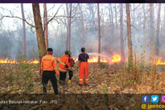 Hutan Baluran Terbakar Gara-Gara Puntung Rokok - JPNN.COM