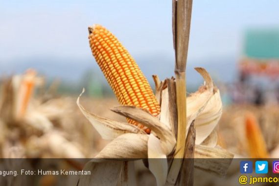 Kementan Cetak Penangkar Benih Jagung Hibrida Andal - JPNN.COM