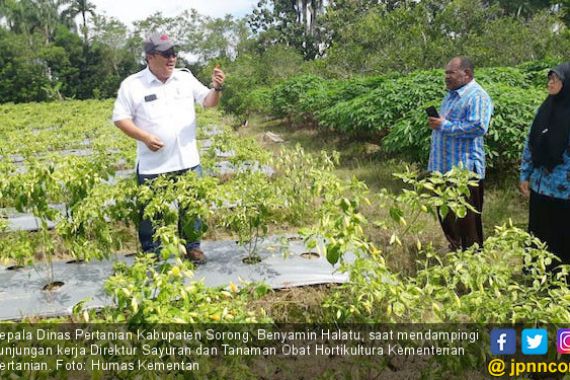 Hortikultura di Bumi Kepala Burung Terus Meningkat - JPNN.COM