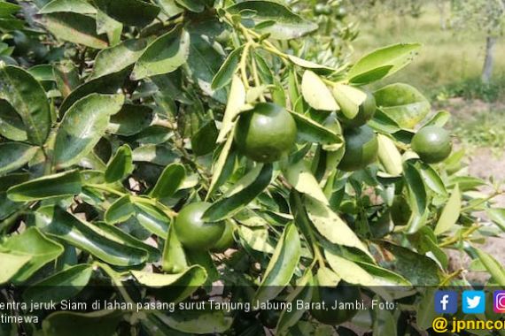 Lahan Pasang Surut di Jambi jadi Sentra Jeruk Siam - JPNN.COM