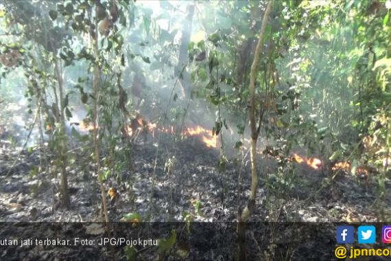 Waspada! Hutan Jati Mudah Terbakar - JPNN.COM