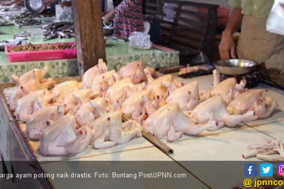Harga Ayam Potong Tembus Rp 100 Ribu per Ekor - JPNN.COM
