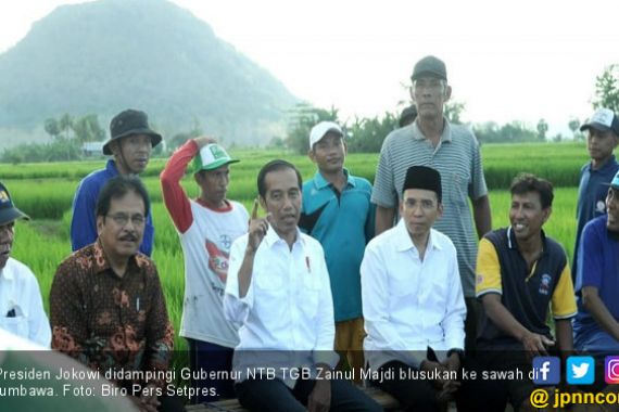 TGB dan Jokowi Akrab Blusukan ke Sawah - JPNN.COM