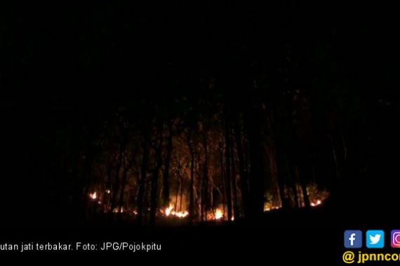 Ada yang Sengaja Membakar Puluhan Hektar Hutan Rakyat - JPNN.COM