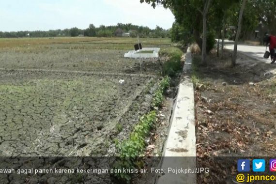 Bencana Kekeringan, 150 Sawah Gagal Panen - JPNN.COM