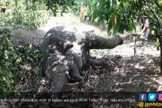 BKSDA Sebut Gajah Jantan di Aceh Timur Mati karena Diracun - JPNN.COM