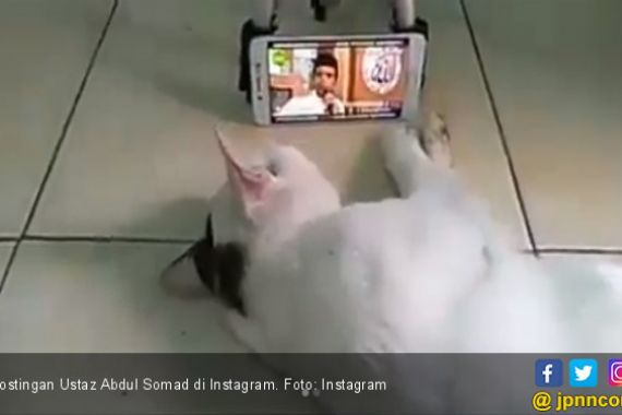 Masyaallah, Kucing saja Senang sama Ceramah Abdul Somad - JPNN.COM