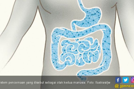 Ternyata Tubuh Manusia Memiliki 'Otak Kedua' Loh - JPNN.COM