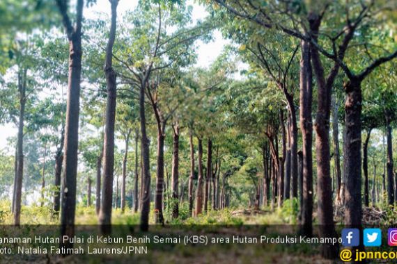 Kebun Benih Semai, Selamatkan 3 Tanaman Asli Bumi Sriwijaya - JPNN.COM