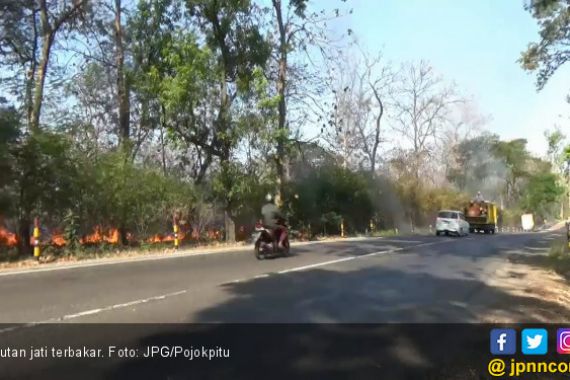 Hutan Jati Perhutani di Pinggir Jalan Lagi - JPNN.COM