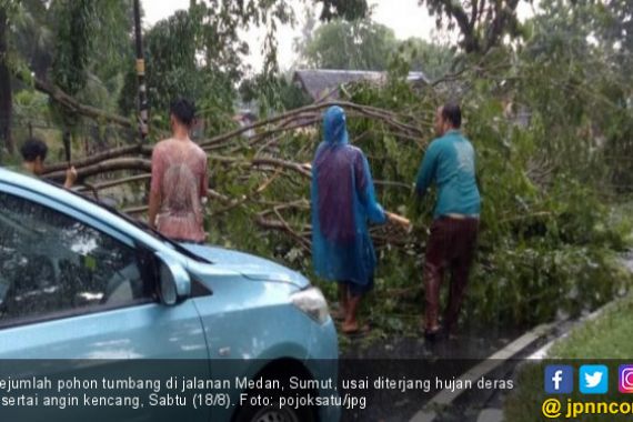 Sejumlah Pohon Tumbang Usai Hujan Lebat Guyur Medan - JPNN.COM