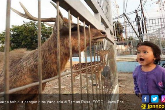 13 Rusa jadi Hiburan Warga Sambikerep - JPNN.COM