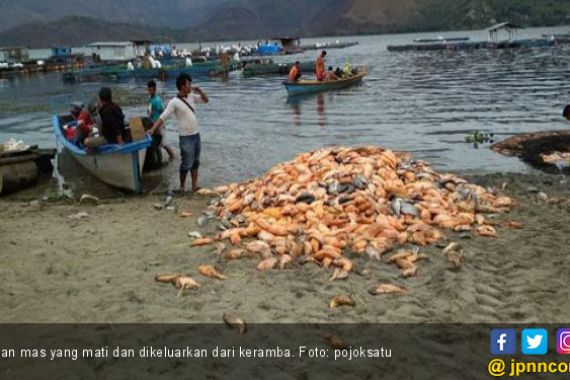 Jutaan Ikan Mati di Danau Toba, Pemkab Samosir Bilang Begini - JPNN.COM
