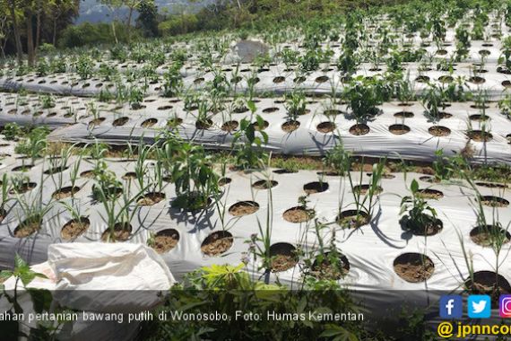 Dinas Pertanian Wonosobo Siapkan Lahan Sekitar 3 Ribu Hektare - JPNN.COM
