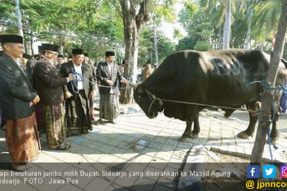 Sapi Jumbo dari Bupati Sidoarjo - JPNN.COM