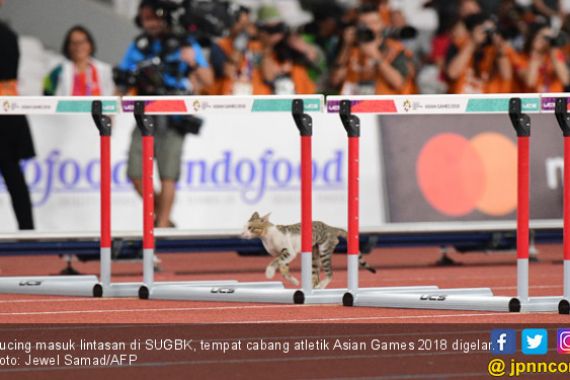 Kucing Siapa tuh Bikin Heboh Asian Games 2018 - JPNN.COM
