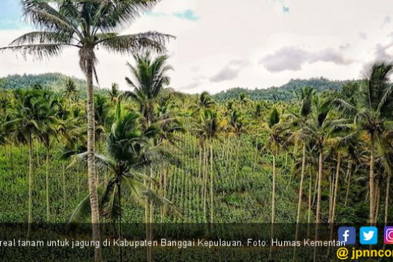 Banggai Kepulauan Tambah Areal untuk Tanam Jagung - JPNN.COM