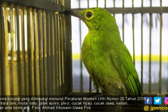 Wanita Pemelihara 443 Burung Langka Dibekuk Polisi - JPNN.COM