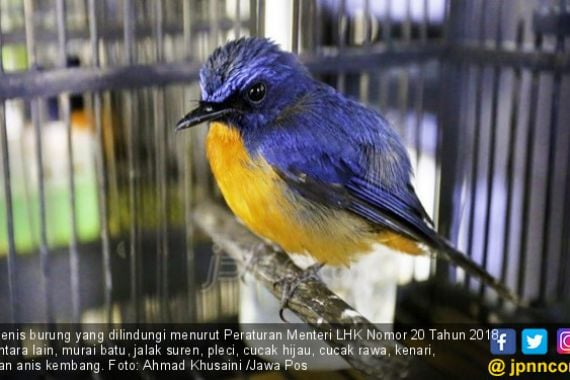 Indonesia Memiliki Jumlah Spesies Burung Terbanyak di Dunia, Tetapi.. - JPNN.COM