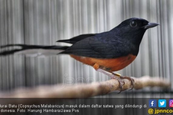 Pencinta Burung Jangan Khawatir Kriminalisasi, Santai aja - JPNN.COM