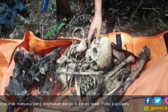 Penemuan Tengkorak Manusia di Kebun Sawit Gegerkan Warga - JPNN.COM