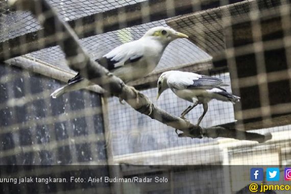 BKSDA Jatim Bantah Ratusan Burung Sitaan Mati - JPNN.COM