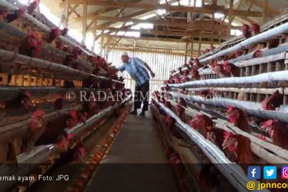Peternak Ayam di Bogor Apresiasi Langkah Kementan - JPNN.COM