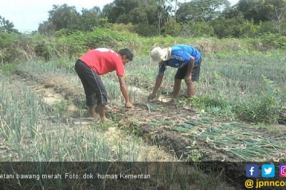 Geliat Produk Hortikultura di Kabupaten Janeponto - JPNN.COM
