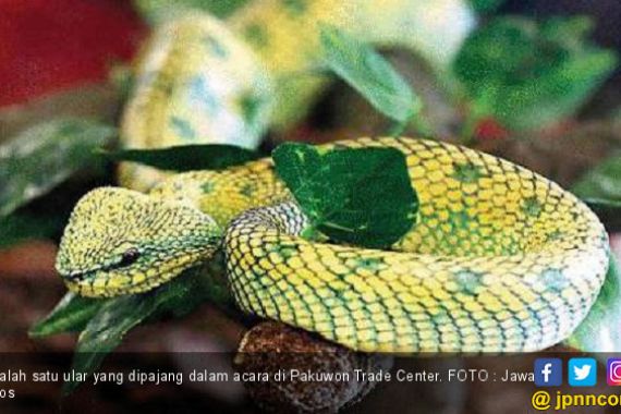 Adu Cantik si Hewan Reptil - JPNN.COM