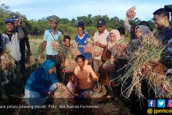 Petani Bawang Merah Riau Terapkan Budidaya Ramah Lingkungan - JPNN.COM