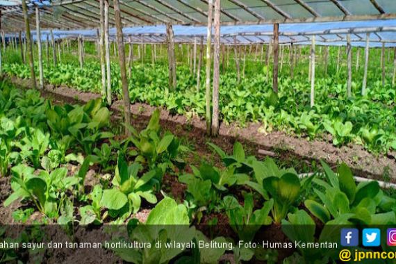 Kementan Dorong Pengembangan Hortikultura di Luar Jawa - JPNN.COM