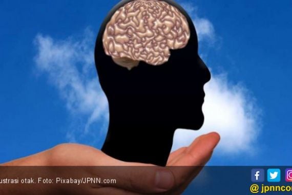 Tingkat Stres Yang Tinggi Menyebabkan Otak Menyusut? - JPNN.COM