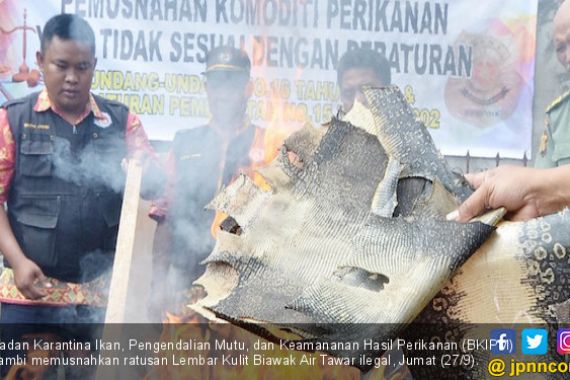 BKIPM Musnahkan Ratusan Lembar Kulit Biawak Ilegal di Jambi - JPNN.COM