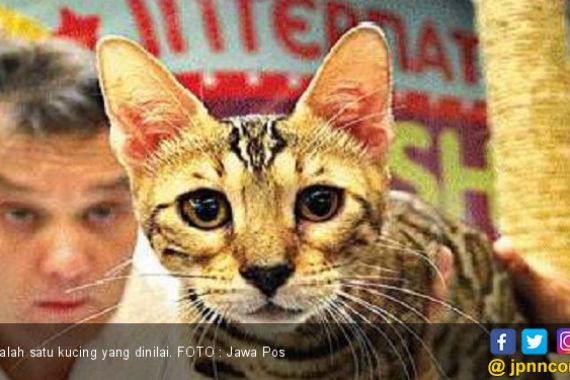 Kontes Kucing Internasional Sukses Digelar di Surabaya - JPNN.COM