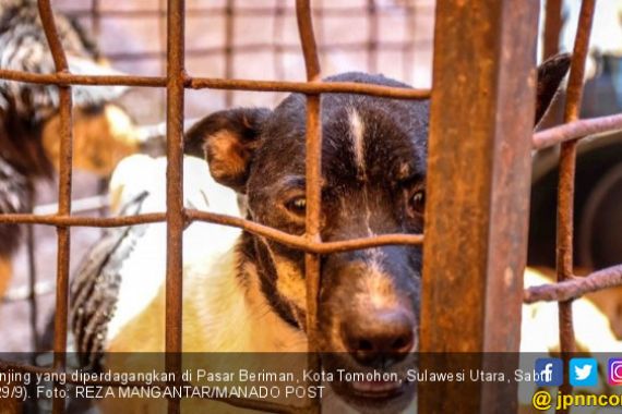 Daging Anjing Laris Manis, Langsung Dieksekusi di Tempat - JPNN.COM