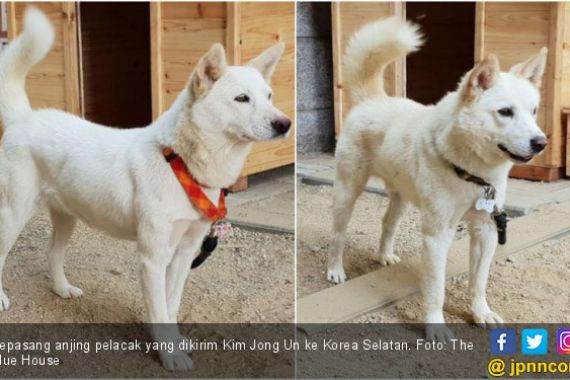Kim Jong Un Kirim Anjing Pelacak ke Korsel - JPNN.COM