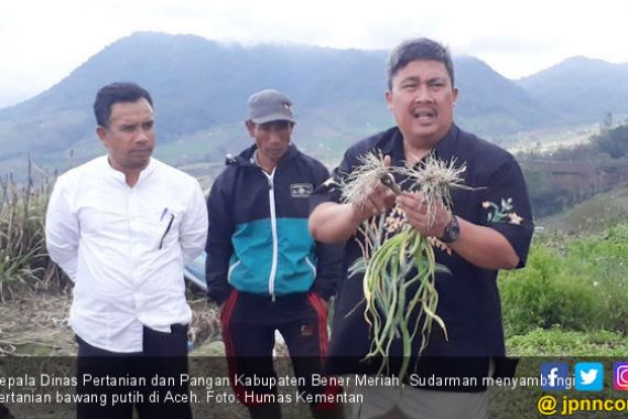 Petani Aceh Kembali Bangkit Tanam Bawang Putih - JPNN.COM
