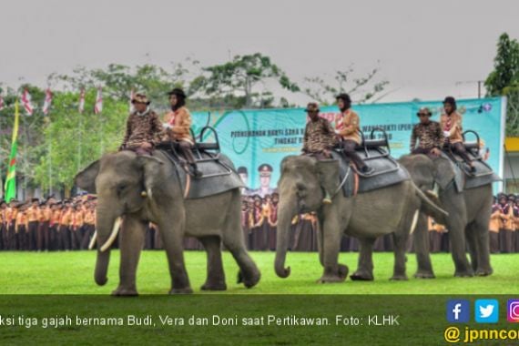 Tiga Gajah Iringi Pembukaan Pertikawan di Riau - JPNN.COM